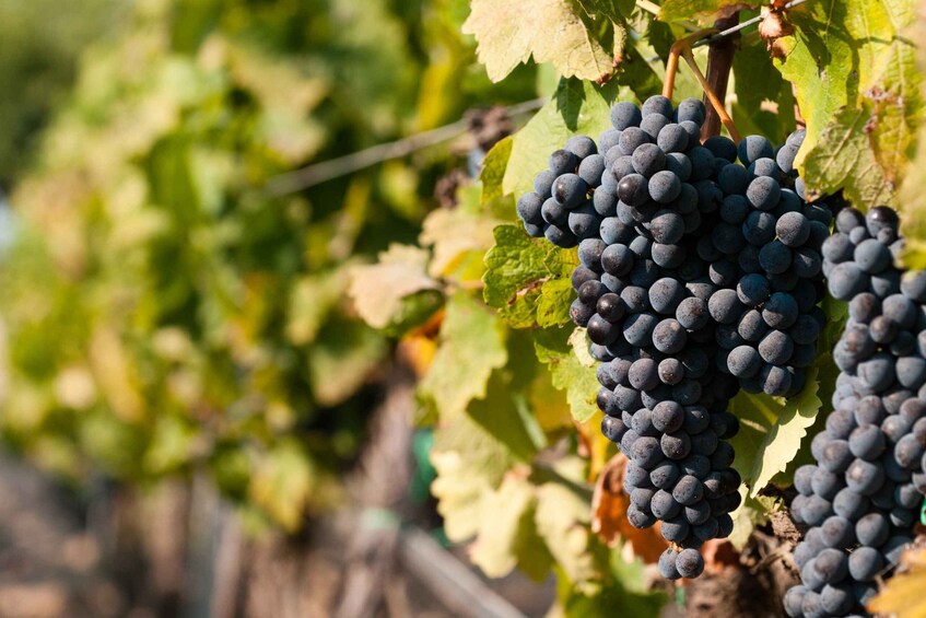 Wine Tasting and Typical Tastings in the Val di Noto