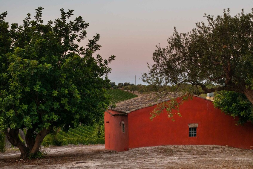 Picture 3 for Activity Wine Tasting and Typical Tastings in the Val di Noto