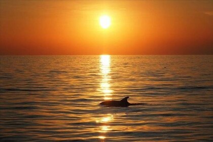 Panama City Beach: Katamaran-Kreuzfahrt bei Sonnenuntergang