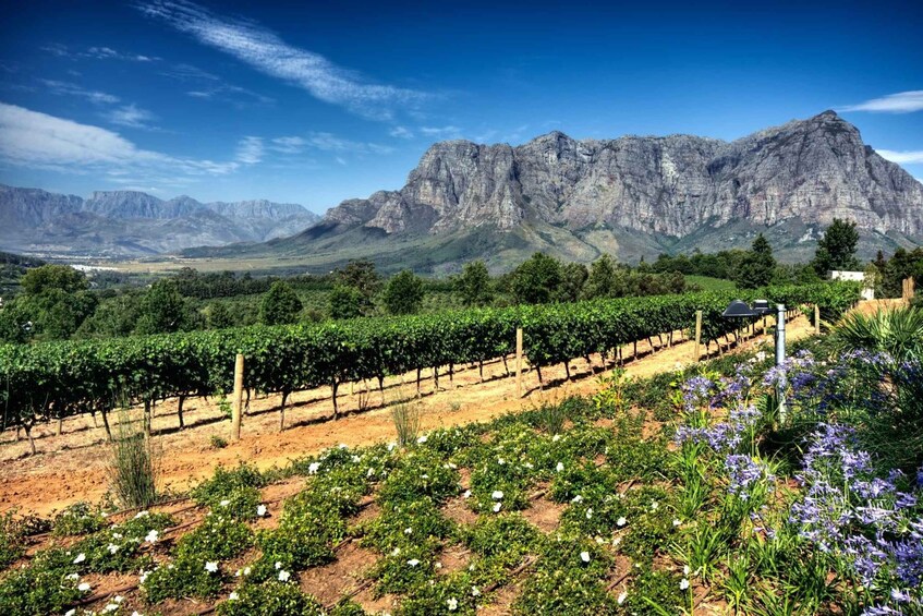 Picture 1 for Activity From Cape Town: Private Cape Winelands Tour
