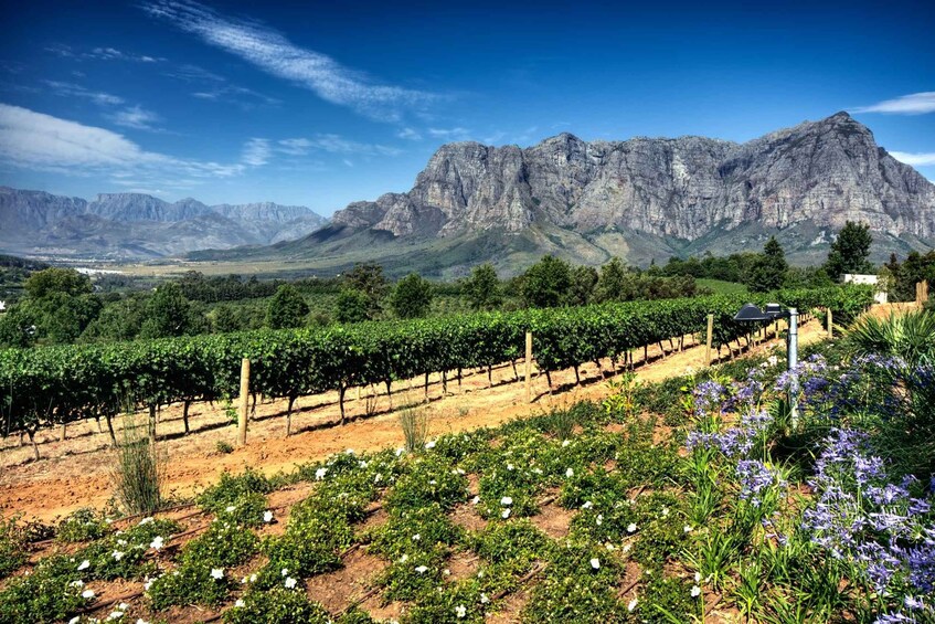 Picture 1 for Activity From Cape Town: Private Cape Winelands Tour