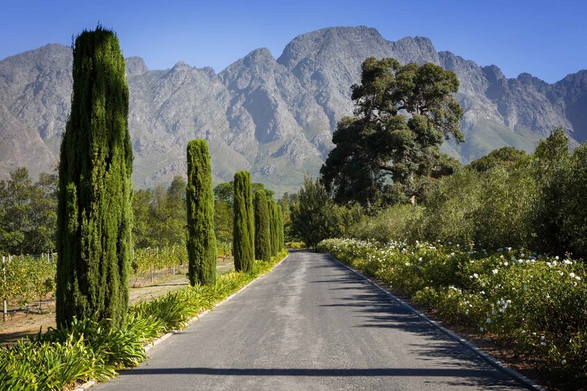 Picture 2 for Activity From Cape Town: Private Cape Winelands Tour