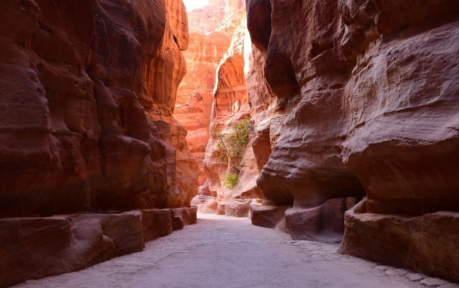 Picture 1 for Activity Amman: Full-Day Private Tour in Petra with Hotel Pick-Up