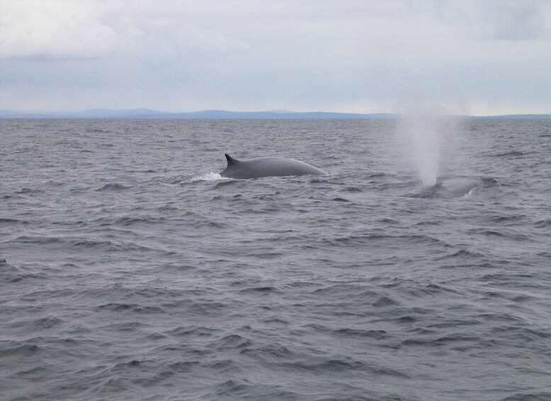 Picture 1 for Activity County Cork: Whale & Dolphin Watching Boat Trip