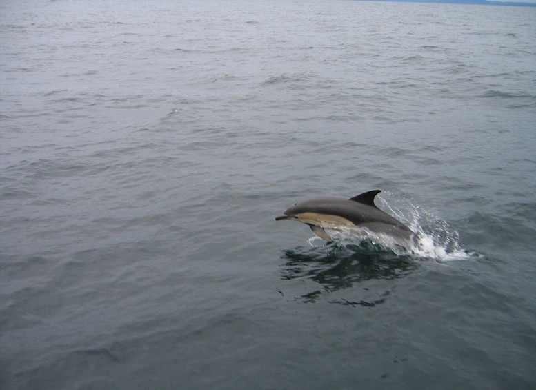 Picture 10 for Activity County Cork: Whale & Dolphin Watching Boat Trip