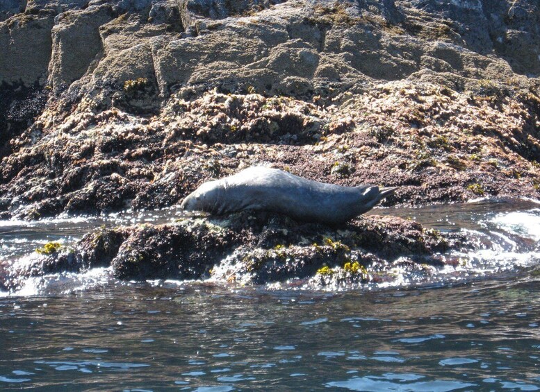 Picture 3 for Activity County Cork: Whale & Dolphin Watching Boat Trip