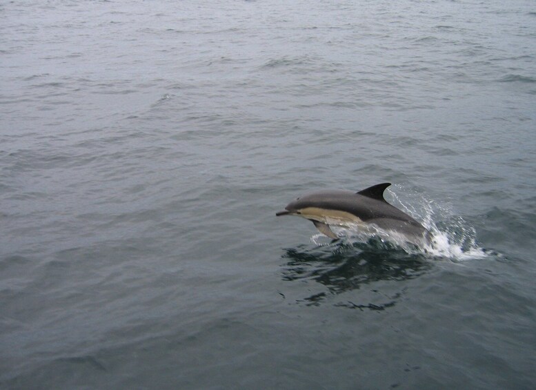 Picture 10 for Activity County Cork: Whale & Dolphin Watching Boat Trip