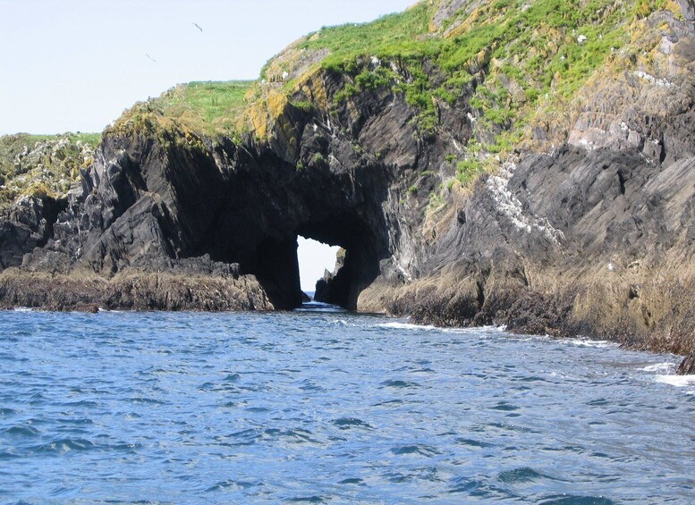 Picture 11 for Activity County Cork: Whale & Dolphin Watching Boat Trip