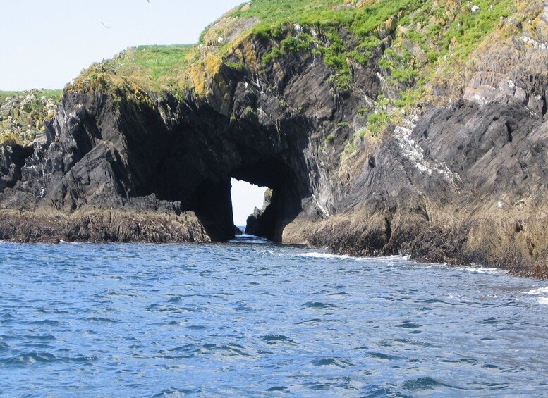 Picture 11 for Activity County Cork: Whale & Dolphin Watching Boat Trip