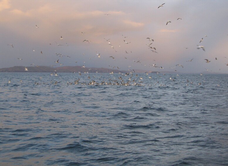 Picture 5 for Activity County Cork: Whale & Dolphin Watching Boat Trip