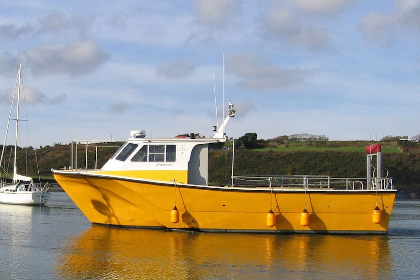 Picture 6 for Activity County Cork: Whale & Dolphin Watching Boat Trip