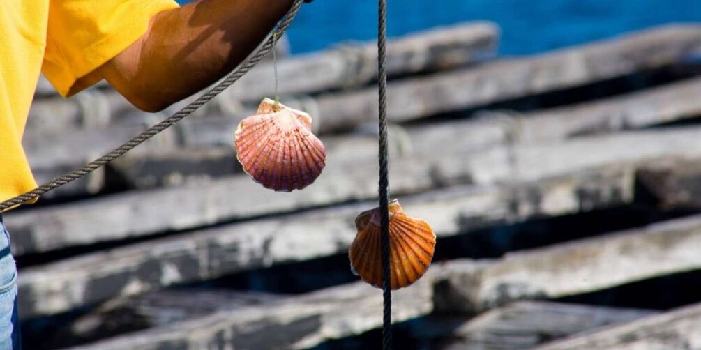 Picture 6 for Activity Ría de Arousa: Boat Ride to Mussel Farm with Tasting