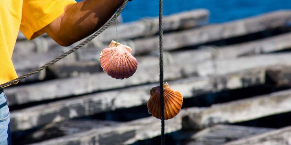 Picture 6 for Activity Ría de Arousa: Boat Ride to Mussel Farm with Tasting