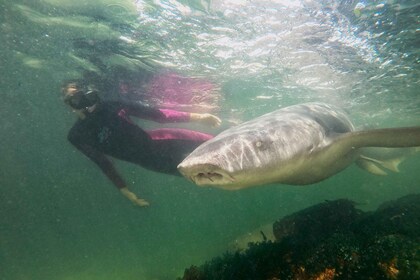 Anna Bay: Irukandji Entry Pass med snorkling med revhaj