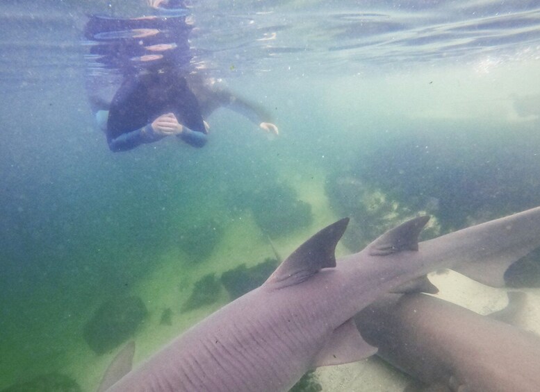 Picture 2 for Activity New South Wales: Snorkel with Reef Sharks
