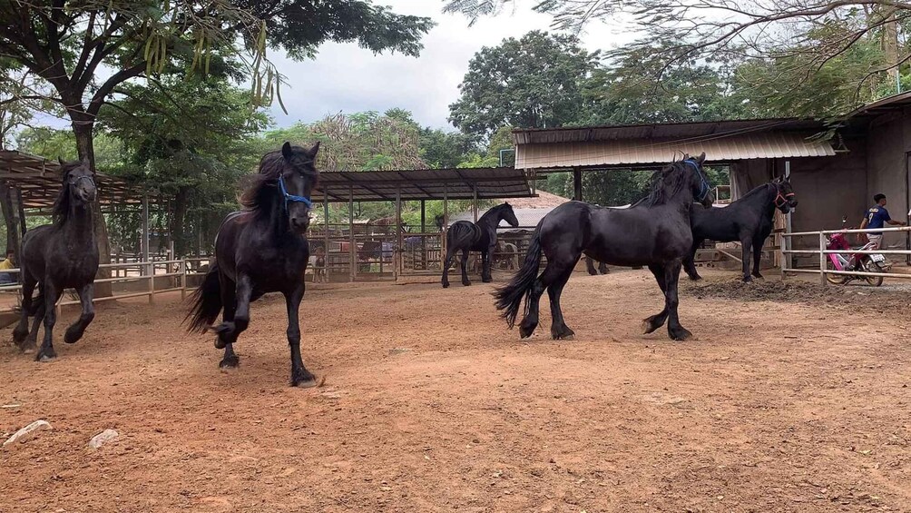 Picture 26 for Activity Bangkok: Khao Yai National Park with Horseback Ride Day Trip