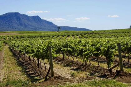 Sydney: Hunter Valleyn viinitilojen päiväretki ruoanmaisteluineen