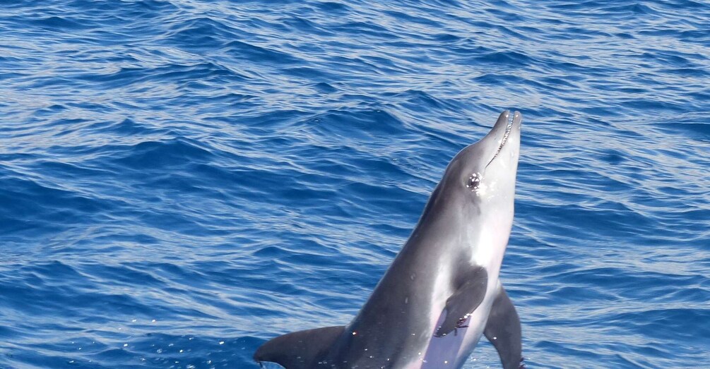 Picture 11 for Activity Los Cristianos: Respectful No-Chase Whale and Dolphin Cruise