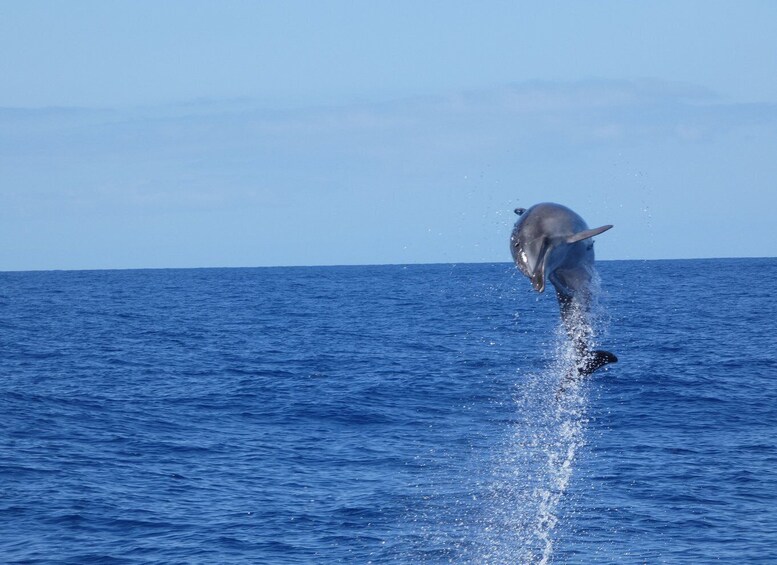 Picture 20 for Activity Los Cristianos: Respectful No-Chase Whale and Dolphin Cruise