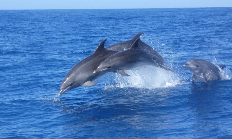 Picture 12 for Activity Los Cristianos: No-Chase Whale and Dolphin Cruise