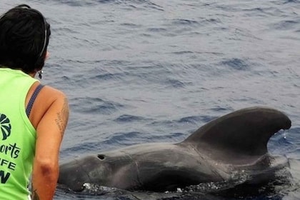 Los Cristianos: Crucero Sin Persecución de Ballenas y Delfines