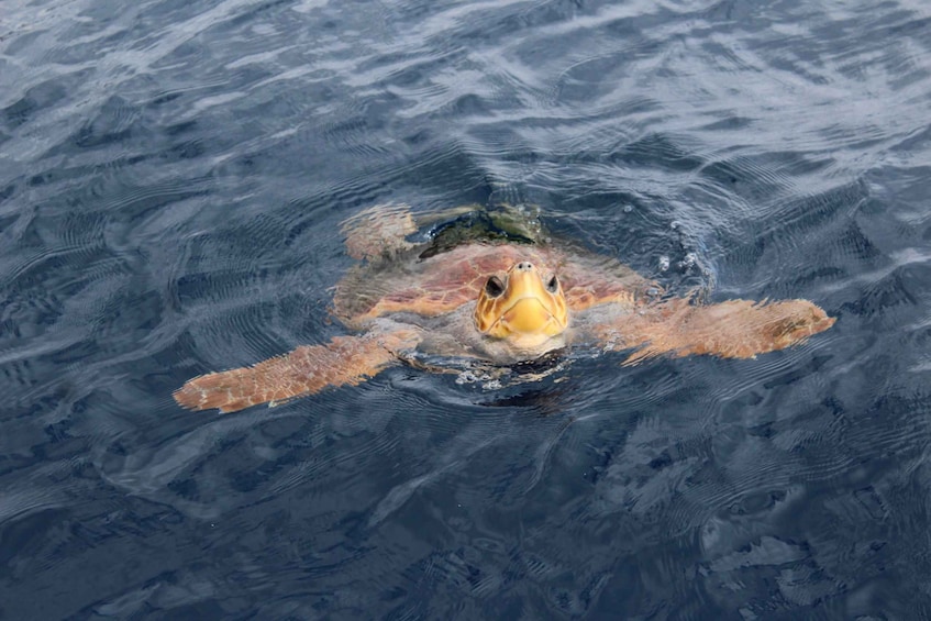 Picture 5 for Activity Los Cristianos: Respectful No-Chase Whale and Dolphin Cruise