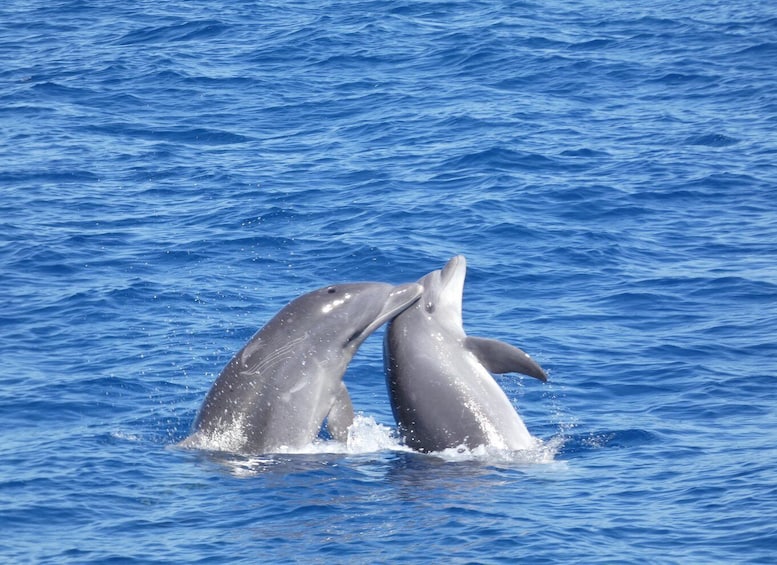 Picture 3 for Activity Los Cristianos: Respectful No-Chase Whale and Dolphin Cruise