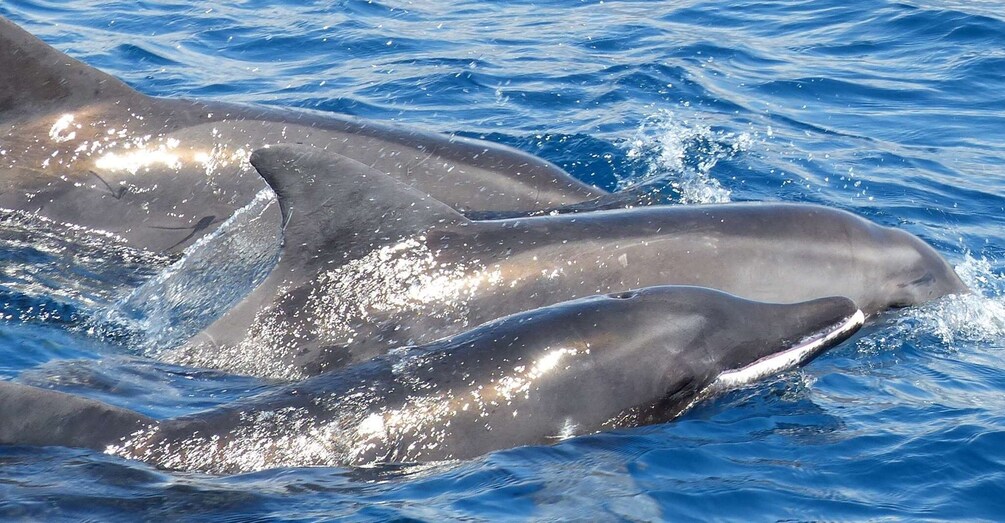 Picture 30 for Activity Los Cristianos: Respectful No-Chase Whale and Dolphin Cruise