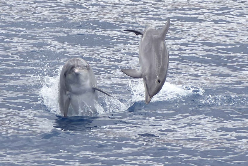 Picture 10 for Activity Los Cristianos: Respectful No-Chase Whale and Dolphin Cruise