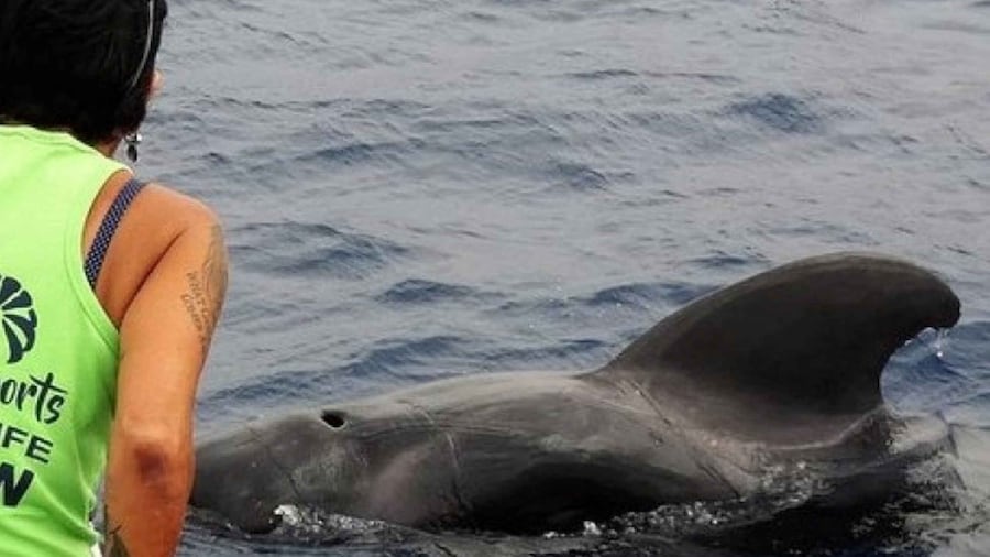 Los Cristianos: Respectful No-Chase Whale and Dolphin Cruise
