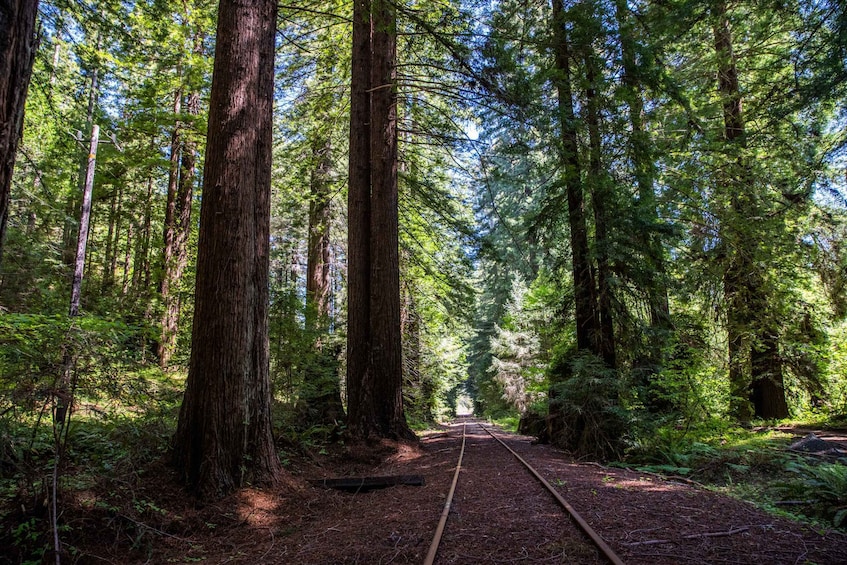 Picture 7 for Activity Mendocino County: Railbiking Tour Along the Noyo River