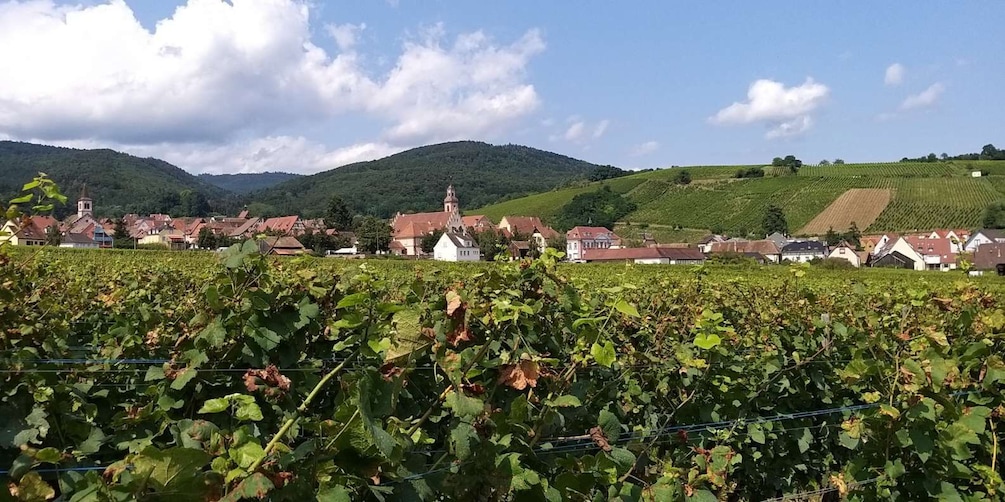 Picture 7 for Activity Alsace: Private Wine Tour