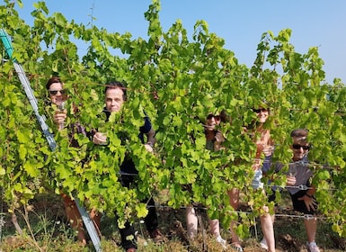 Alsacia: Tour Privado del Vino