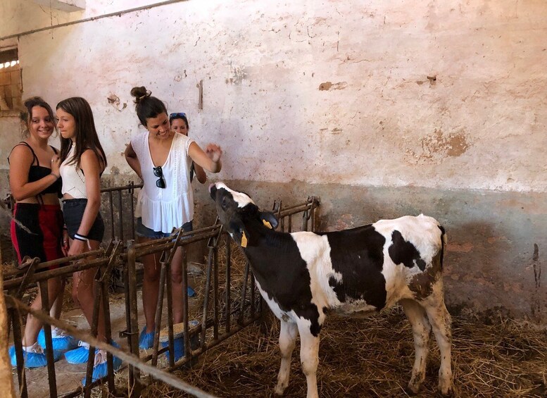 Picture 6 for Activity Ferreries: Cheesemaking and Farm-Fresh Product Tasting