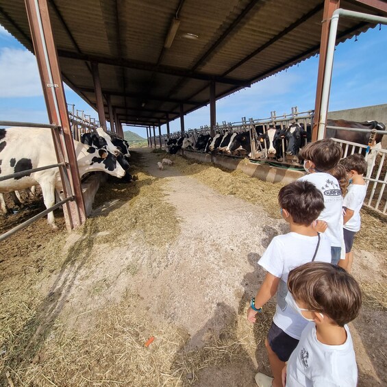 Picture 4 for Activity Ferreries: Cheesemaking and Farm-Fresh Product Tasting