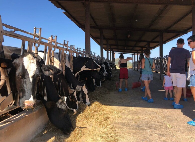 Picture 5 for Activity Ferreries: Cheesemaking and Farm-Fresh Product Tasting