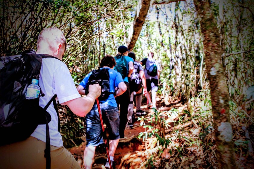 Picture 4 for Activity Tijuca Forest: Adventure & History Half-Day Hike