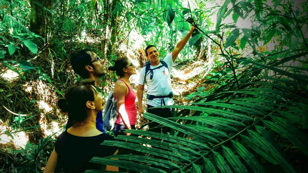 Picture 7 for Activity Tijuca Forest: Adventure & History Half-Day Hike