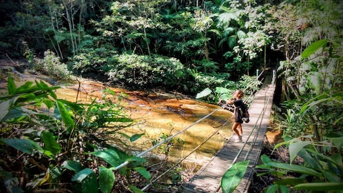 Forêt de Tijuca : Randonnée d'une demi-journée pour l'aventure et l'histoir...