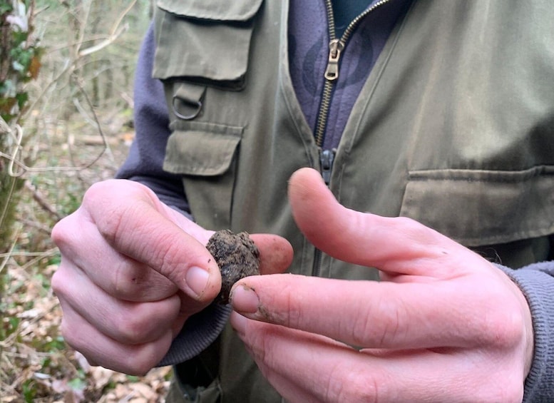 Picture 1 for Activity Livade: Guided Truffle Hunting Walking Tour