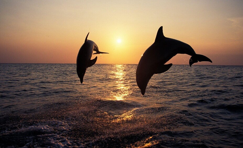 Picture 7 for Activity Medulin: 3-Hour Sunset Dolphin Spotting Tour with Dinner