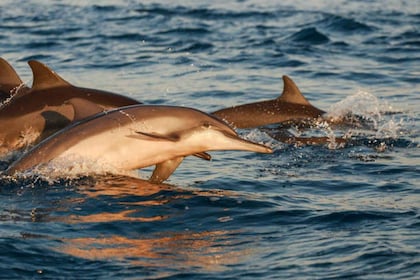 Medulin: Sunset Dolphin Cruise with Dinner & Drinks
