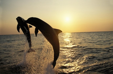 Medulin: 3-Hour Sunset Dolphin Spotting Tour with Dinner