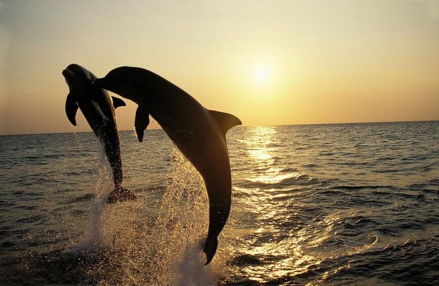 Picture 12 for Activity Medulin: 3-Hour Sunset Dolphin Spotting Tour with Dinner