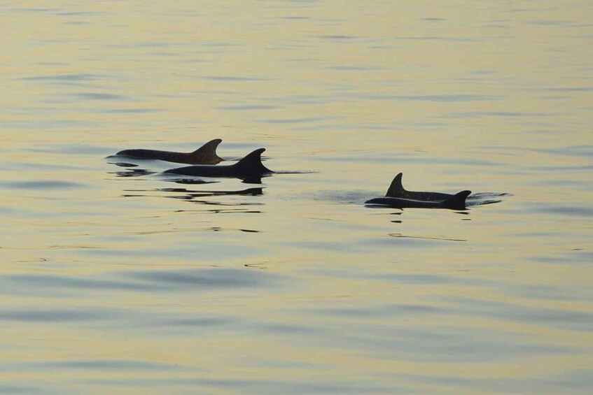 Picture 11 for Activity Medulin: 3-Hour Sunset Dolphin Spotting Tour with Dinner