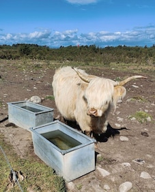 Invergordon: Ausflug zur Südküste