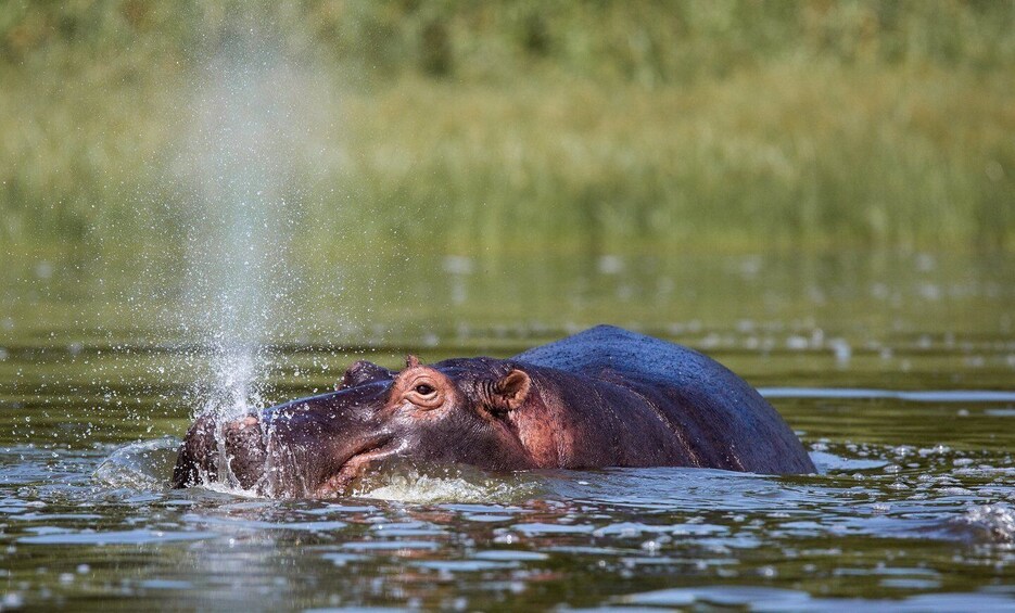 Picture 2 for Activity From Kigali: 1-Day Akagera National Park Game Drive & Lunch