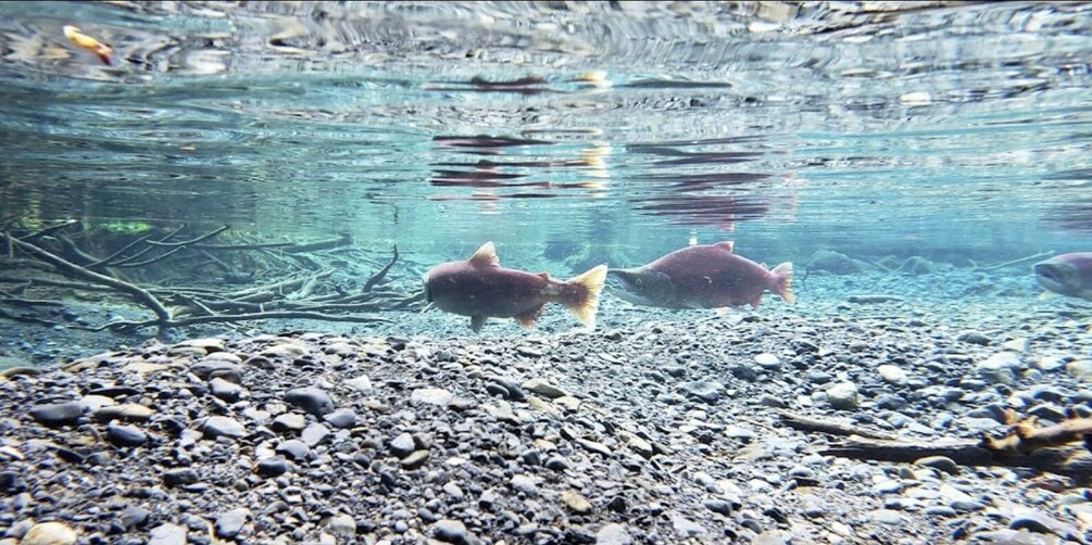 Picture 6 for Activity From Anchorage: Wilderness, Wildlife, & Glacier Experience