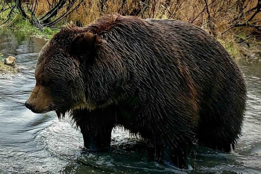 Picture 1 for Activity From Anchorage: Wilderness, Wildlife, & Glacier Experience