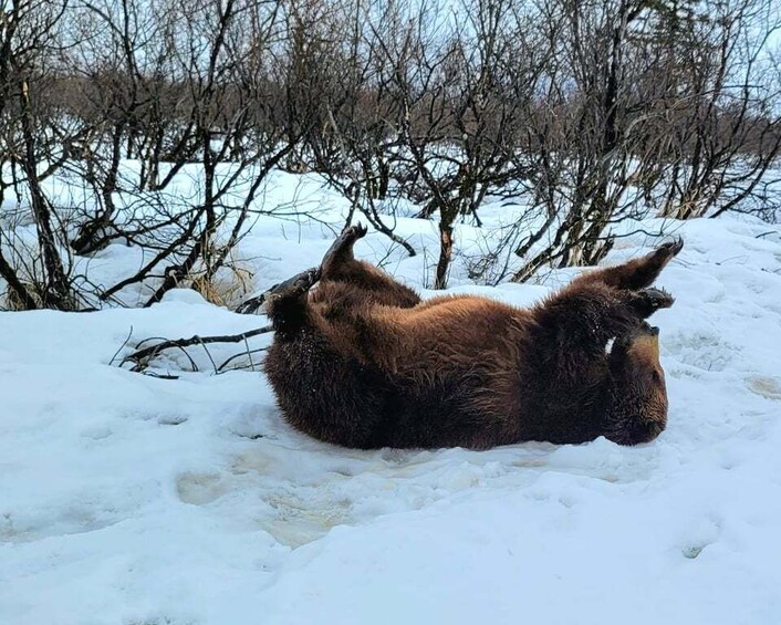 Picture 7 for Activity From Anchorage: Wilderness, Wildlife, & Glacier Experience